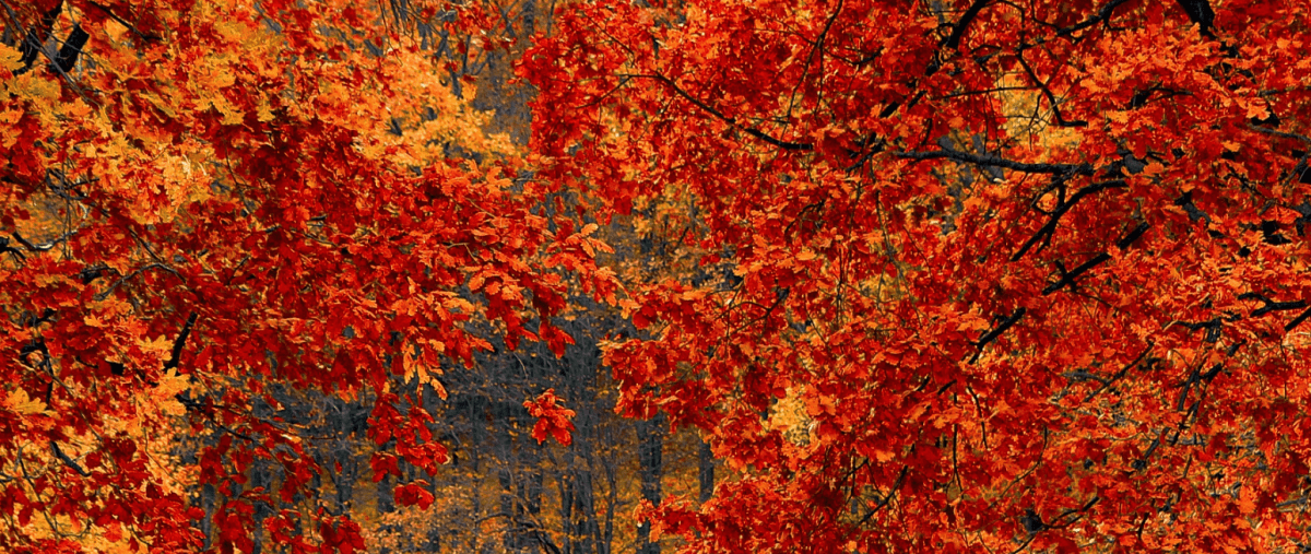 12 Ideas For Your Fall Bucket&nbsp;List