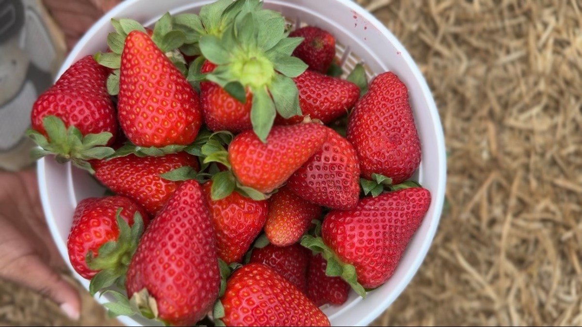 5 Lessons I Learned Spending the Day at Southern Belle&nbsp;Farm